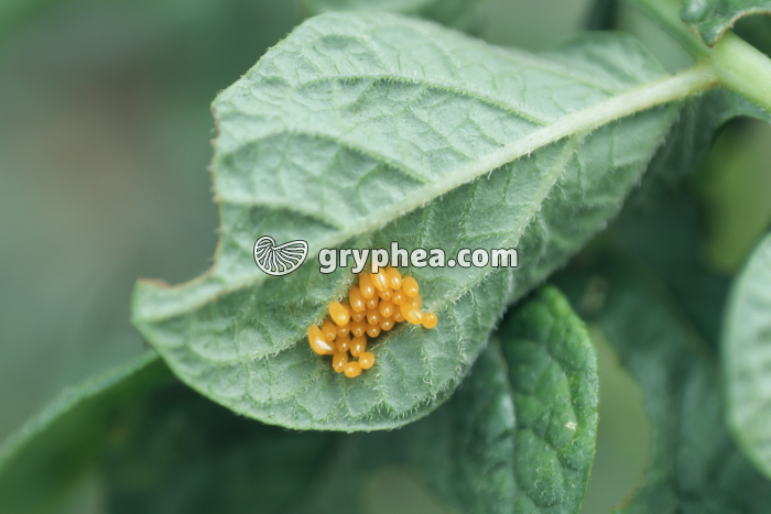 Doryphore - Oeufs sur plant de pomme de terre (Leptinotarsa decemlineata) - gryphea.com